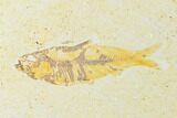 Three Fossil Fish (Knightia) On Slab - Wyoming #144203-1